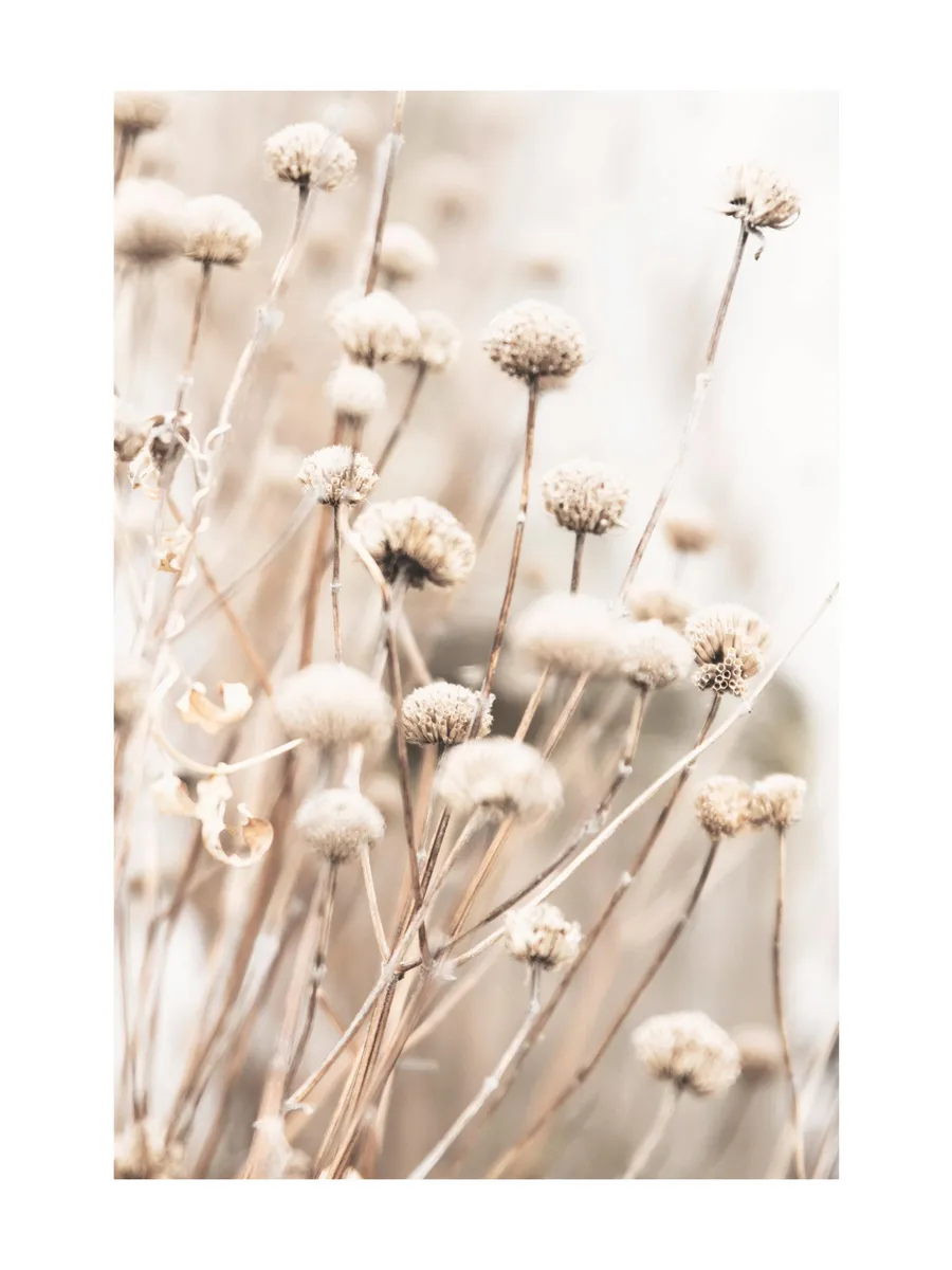 Delicate Dry Flowers
