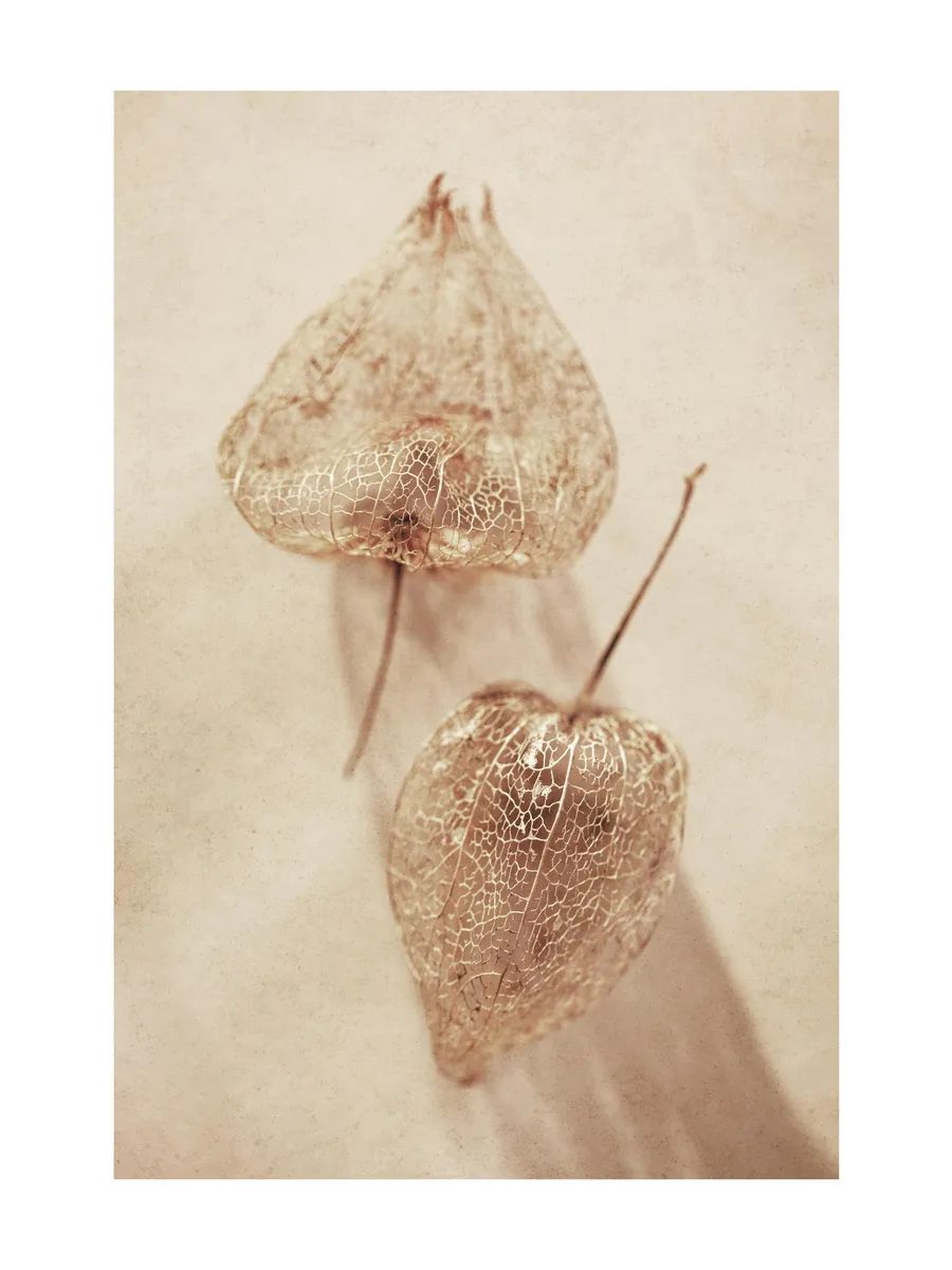 Delicate Husk