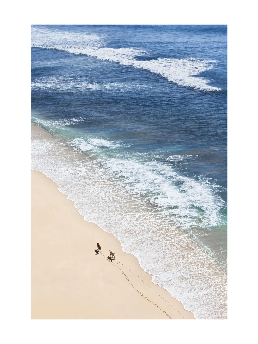 Dogs on Beach