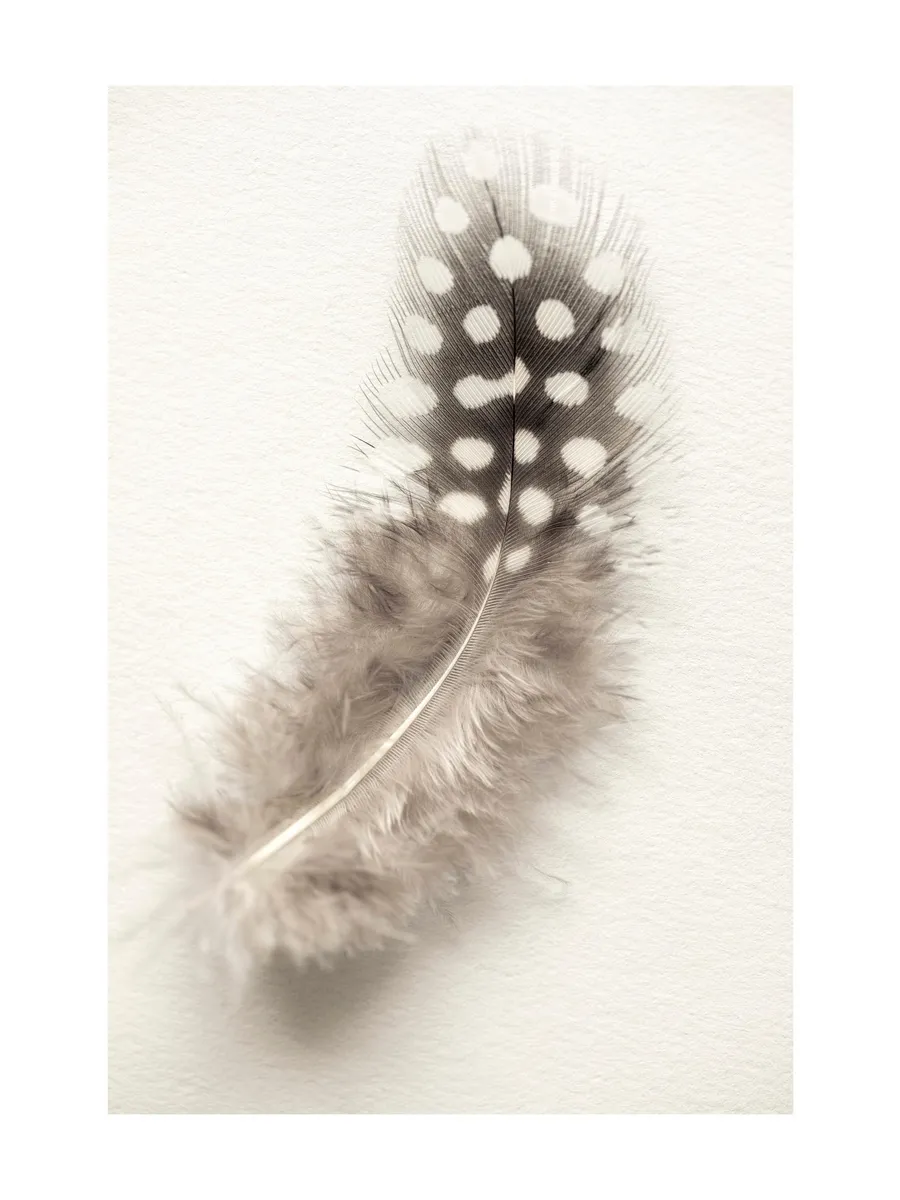 Dotted Feather