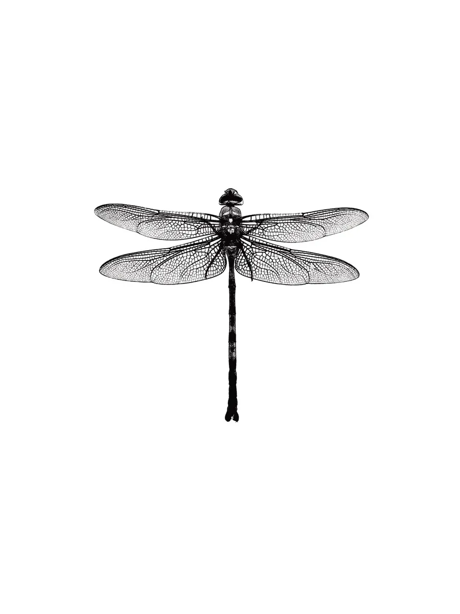 Dragonfly Black and White