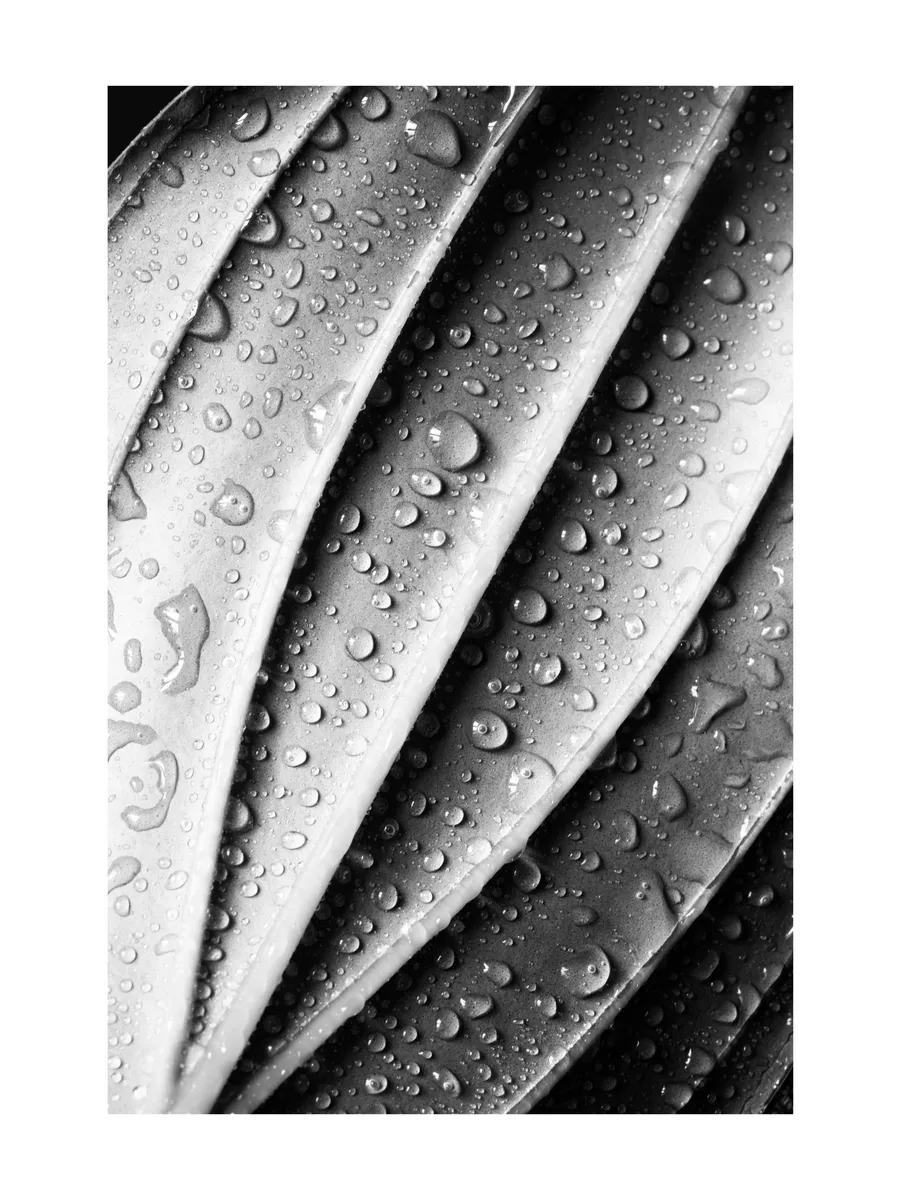 Dramatic Leaf