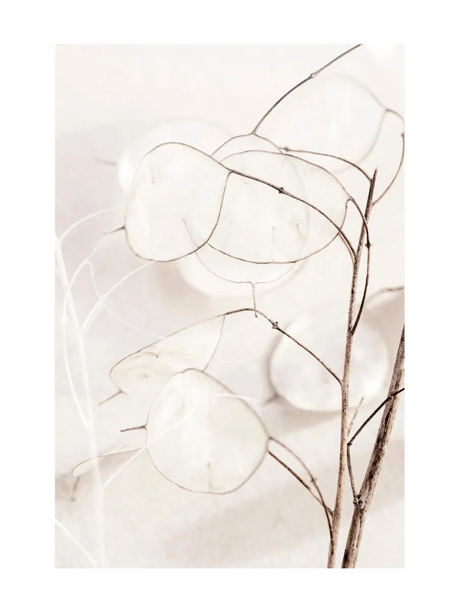 Dried Botanical Life No1
