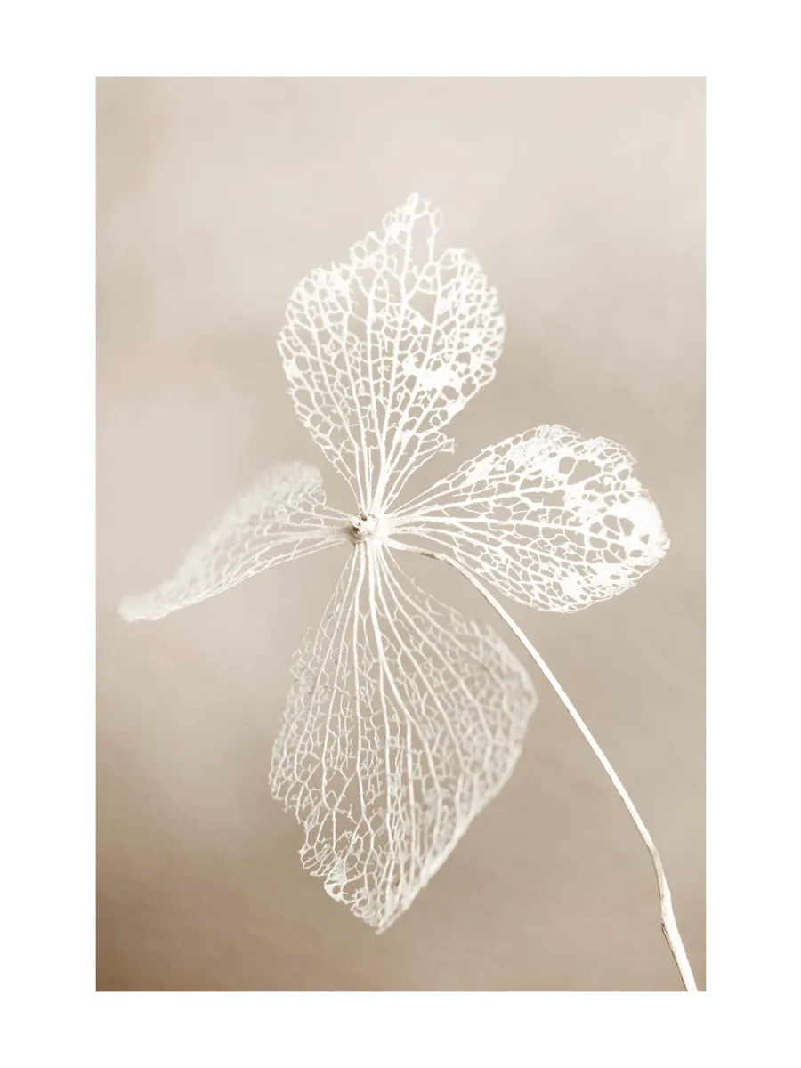 Dried Flower 0