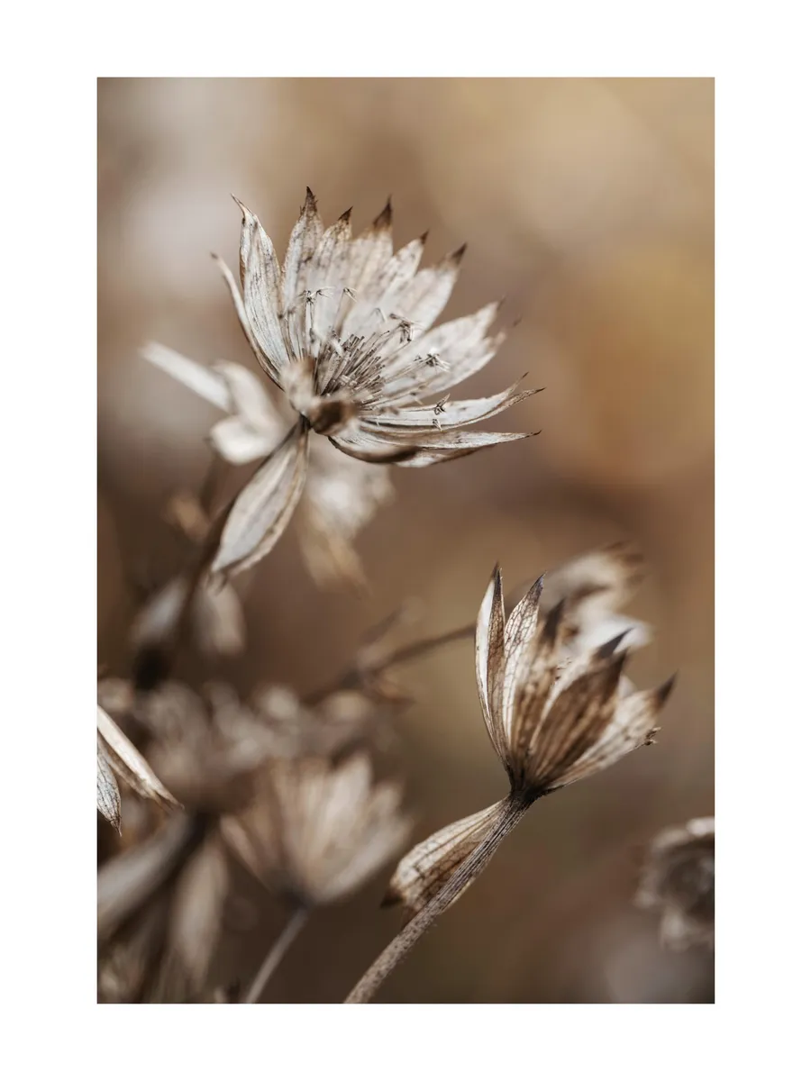 Dried Flowers in Brown