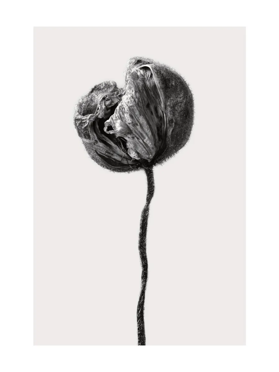 Dried Poppy Flower