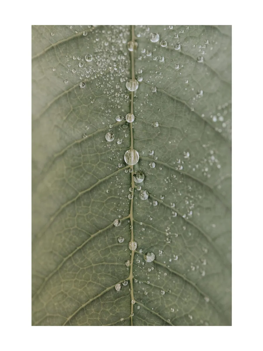 Dripping Leaf