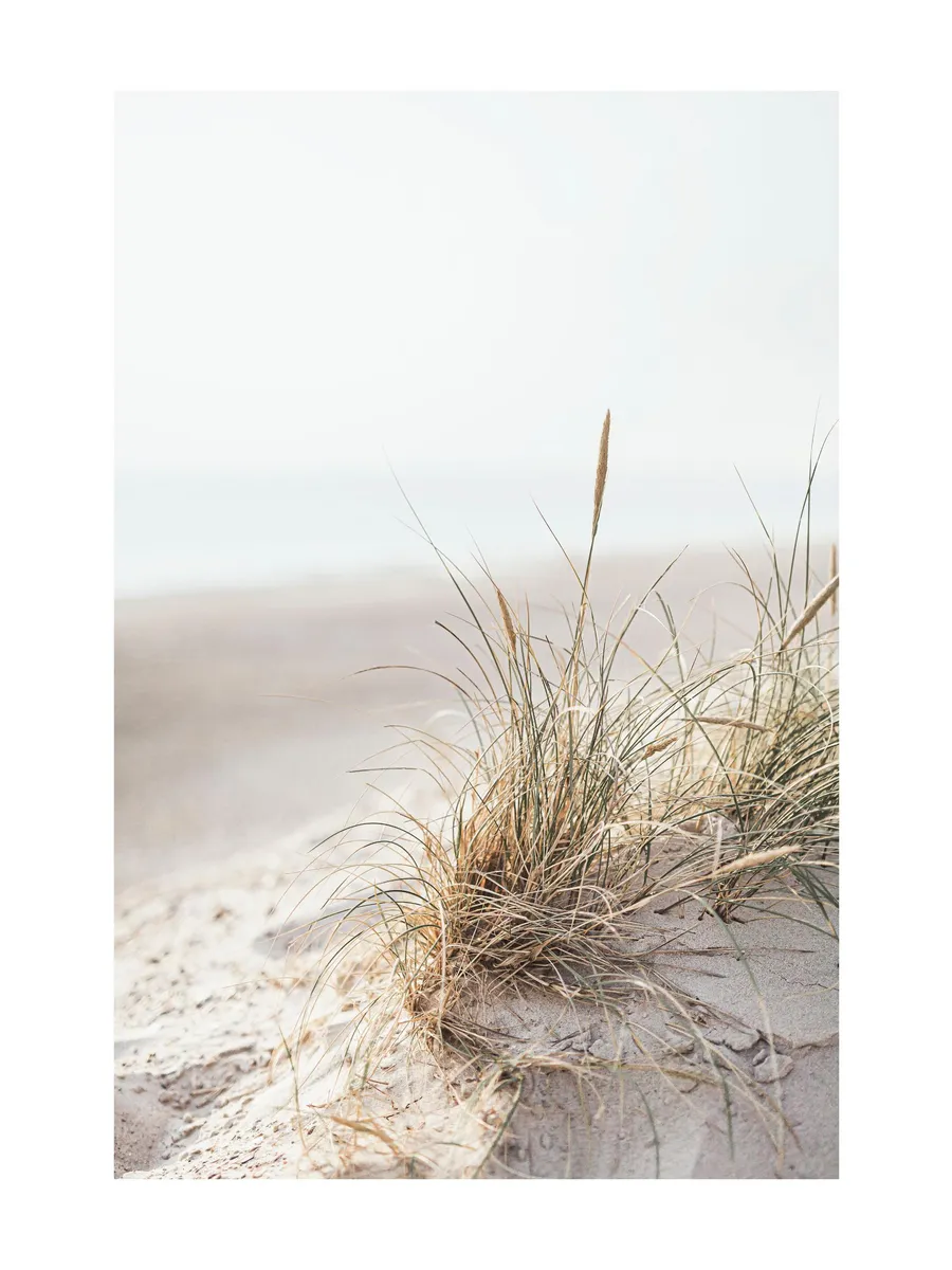 Dune Grass