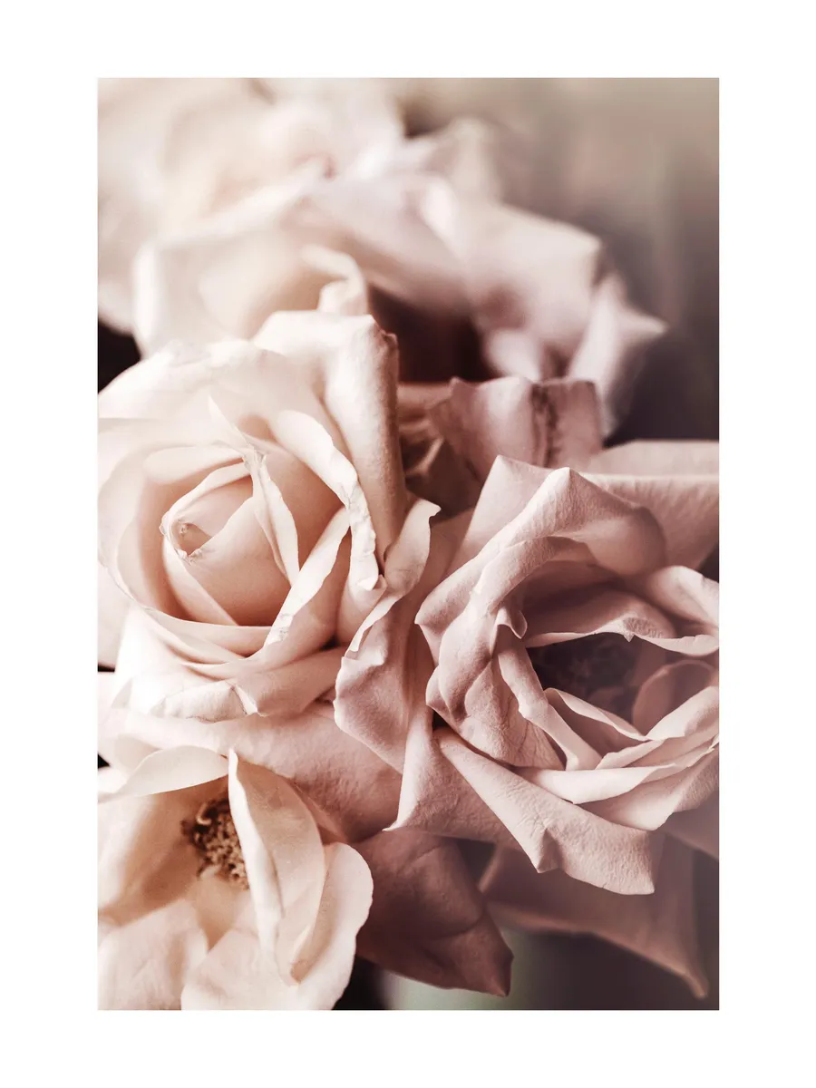 Dusty Pink Roses No1