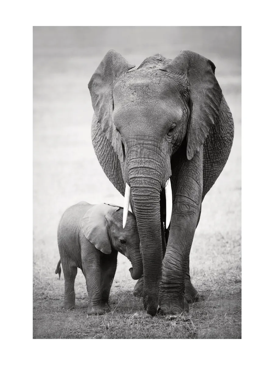 Elephant Love