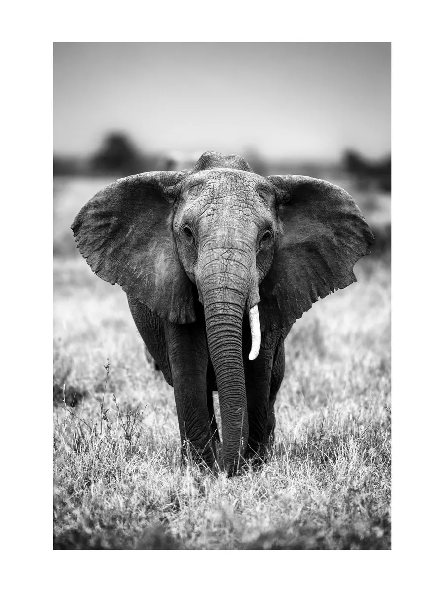 Elephant on the Savanna