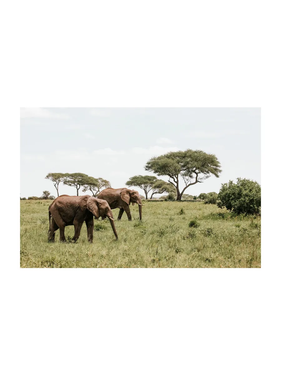 Elephants in the Wild