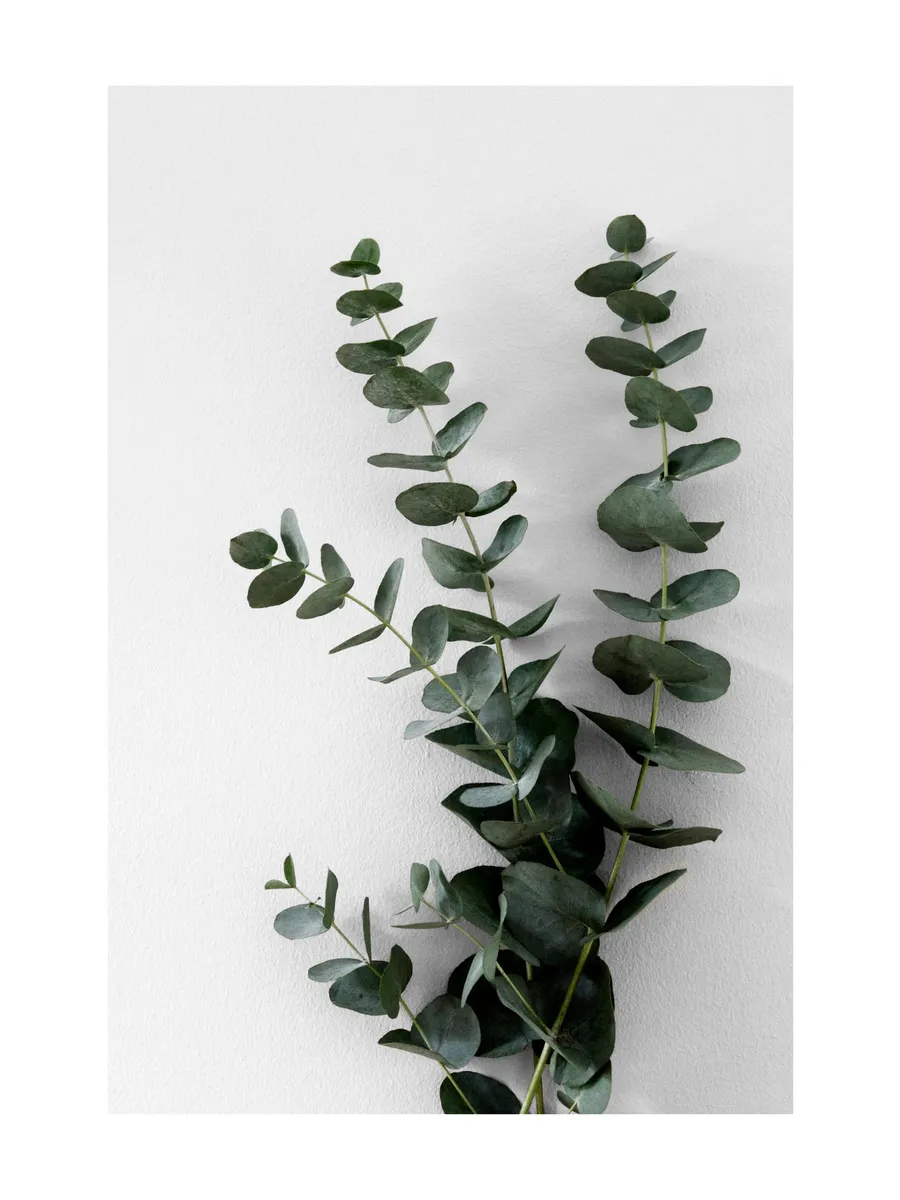 Eucalyptus Branch Two