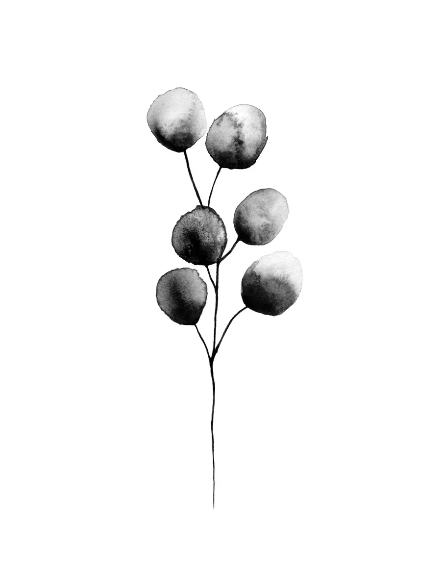 Eucalyptus Plant Black