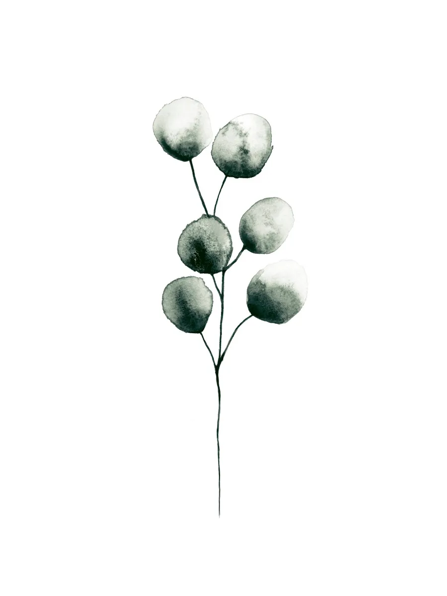 Eucalyptus Plant