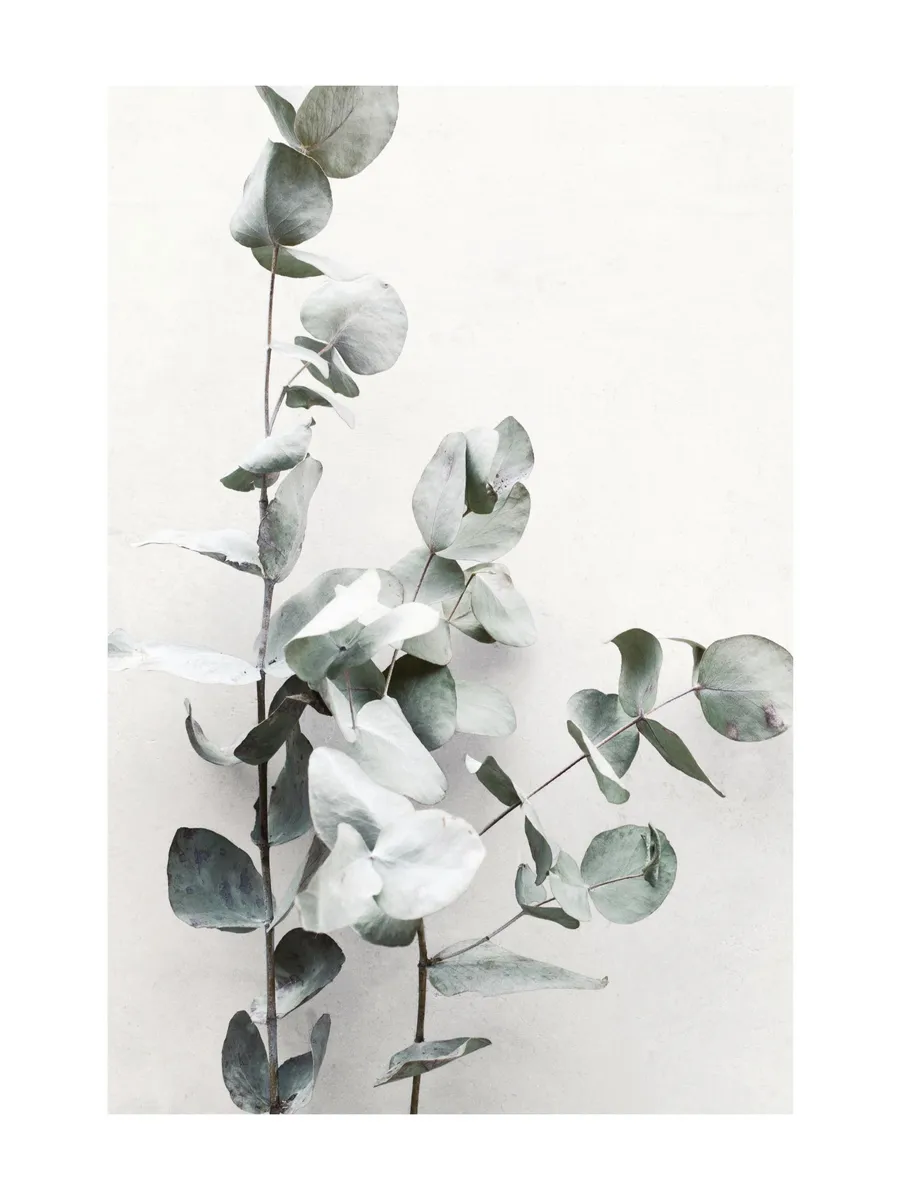 Eucalyptus Twigs No1