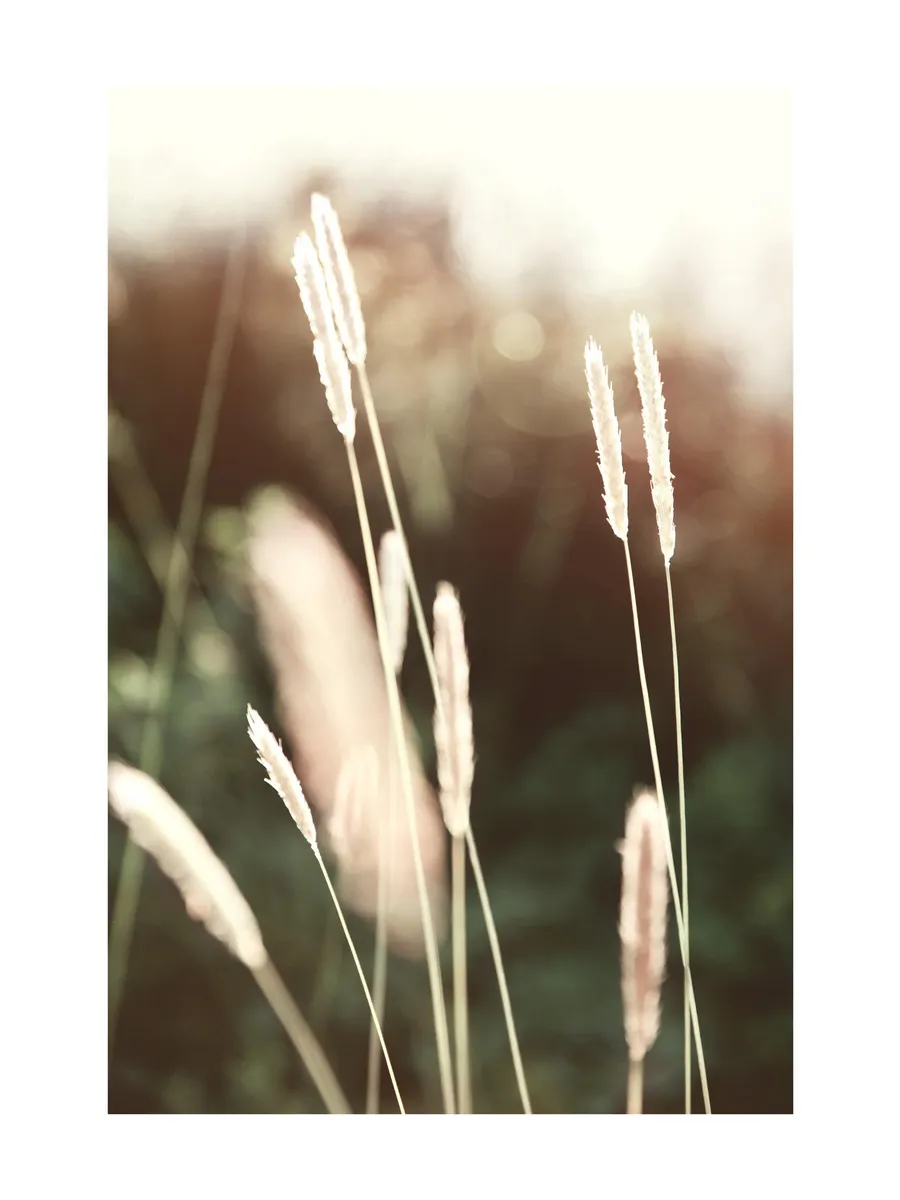 Evening Summer Field