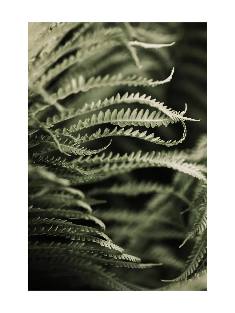 Fern Close Up 0