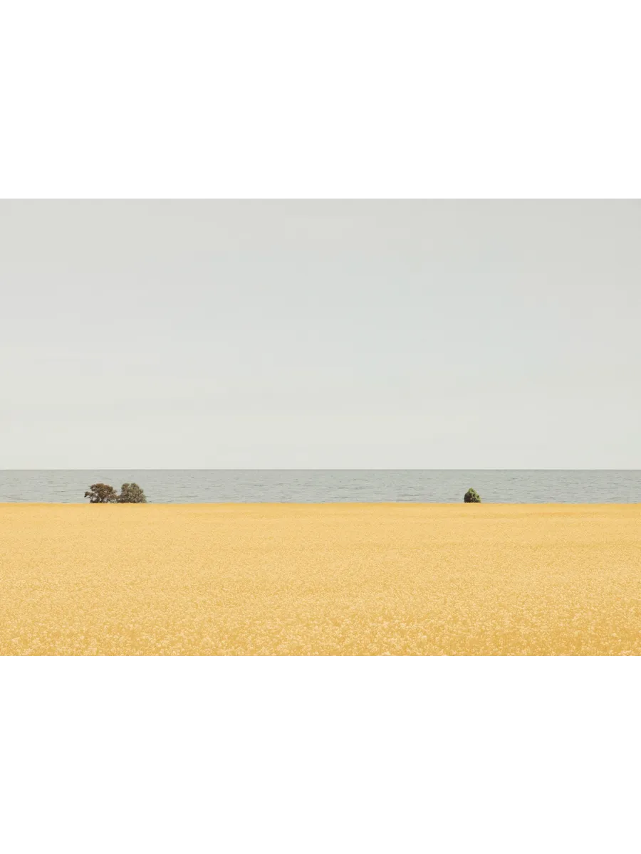 Field of Gold