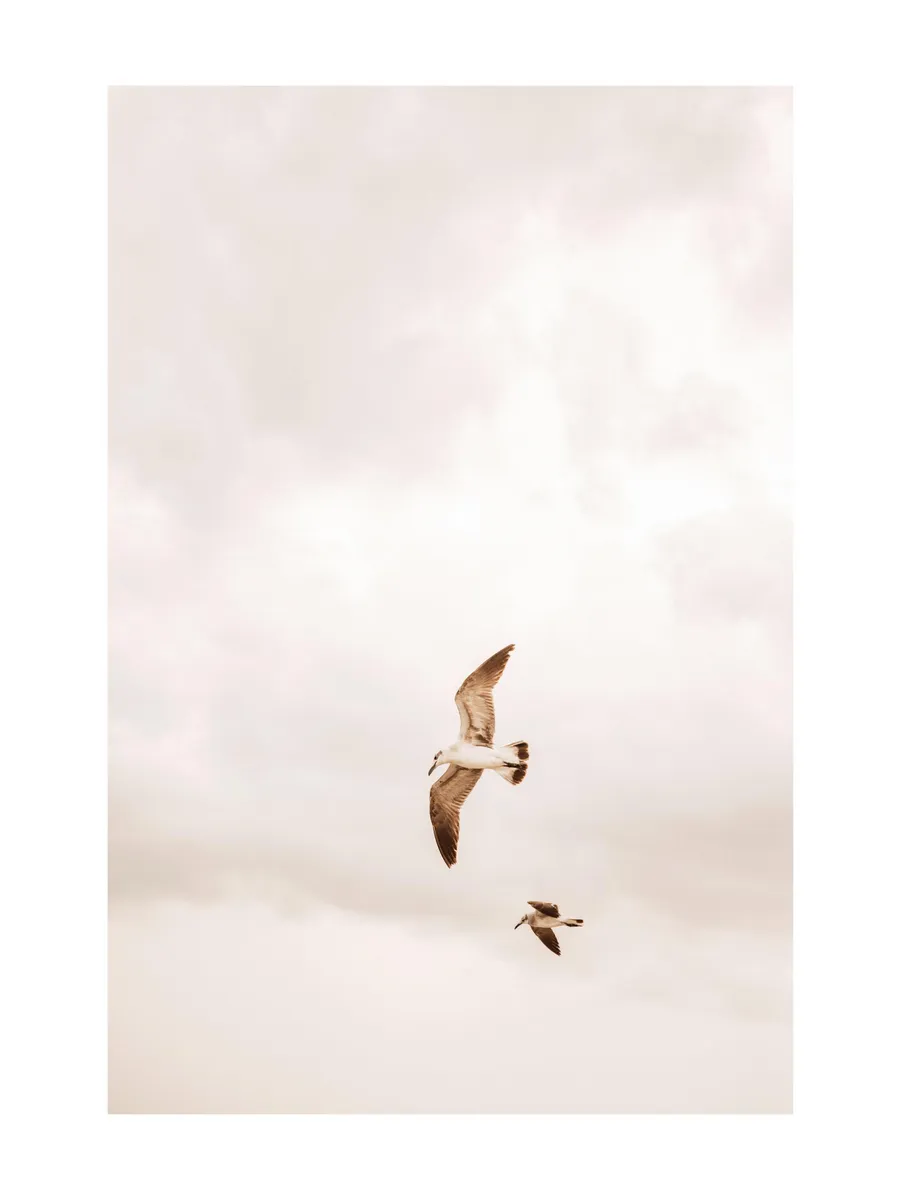 Flying Birds