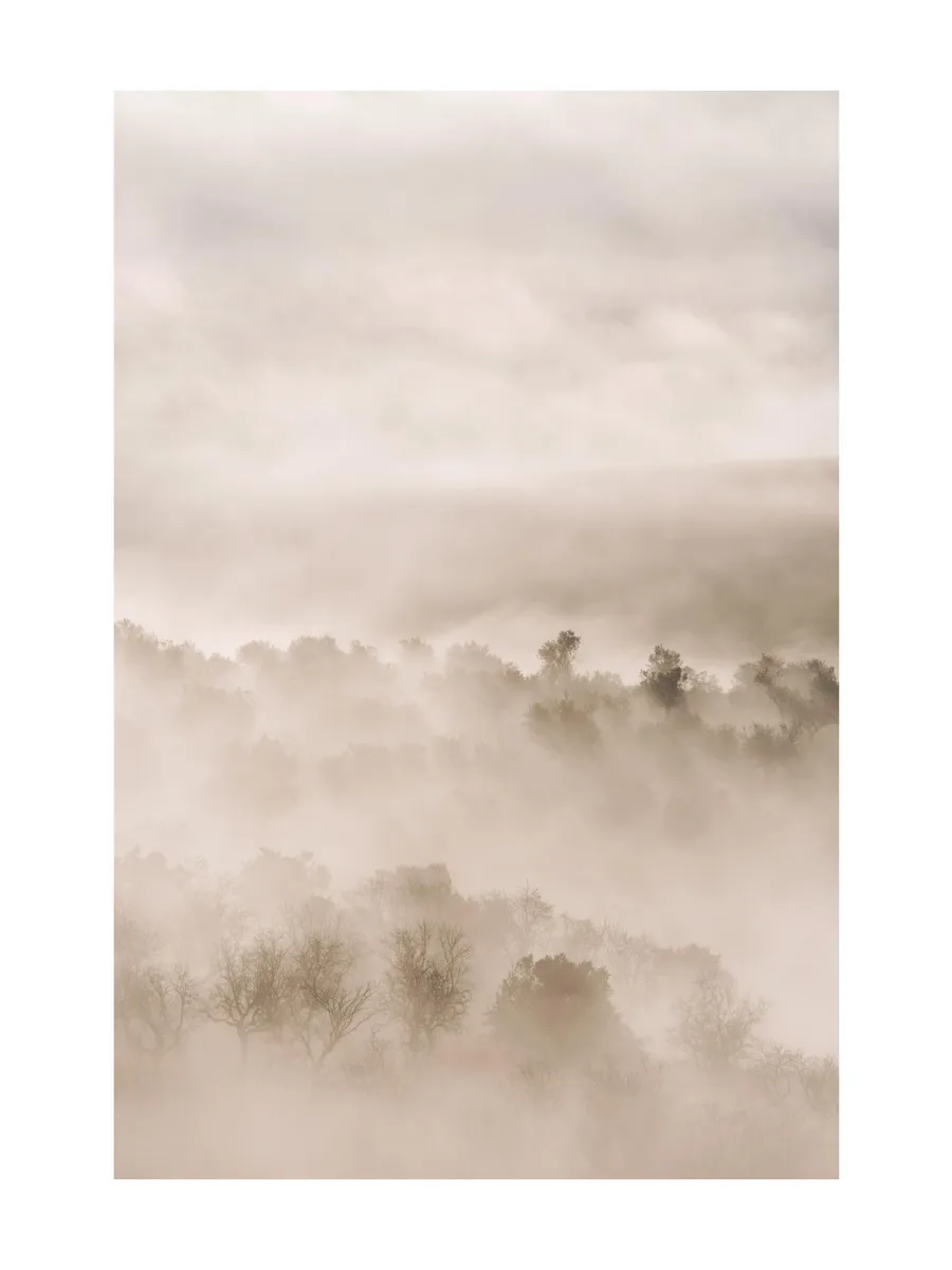 Foggy Landscape