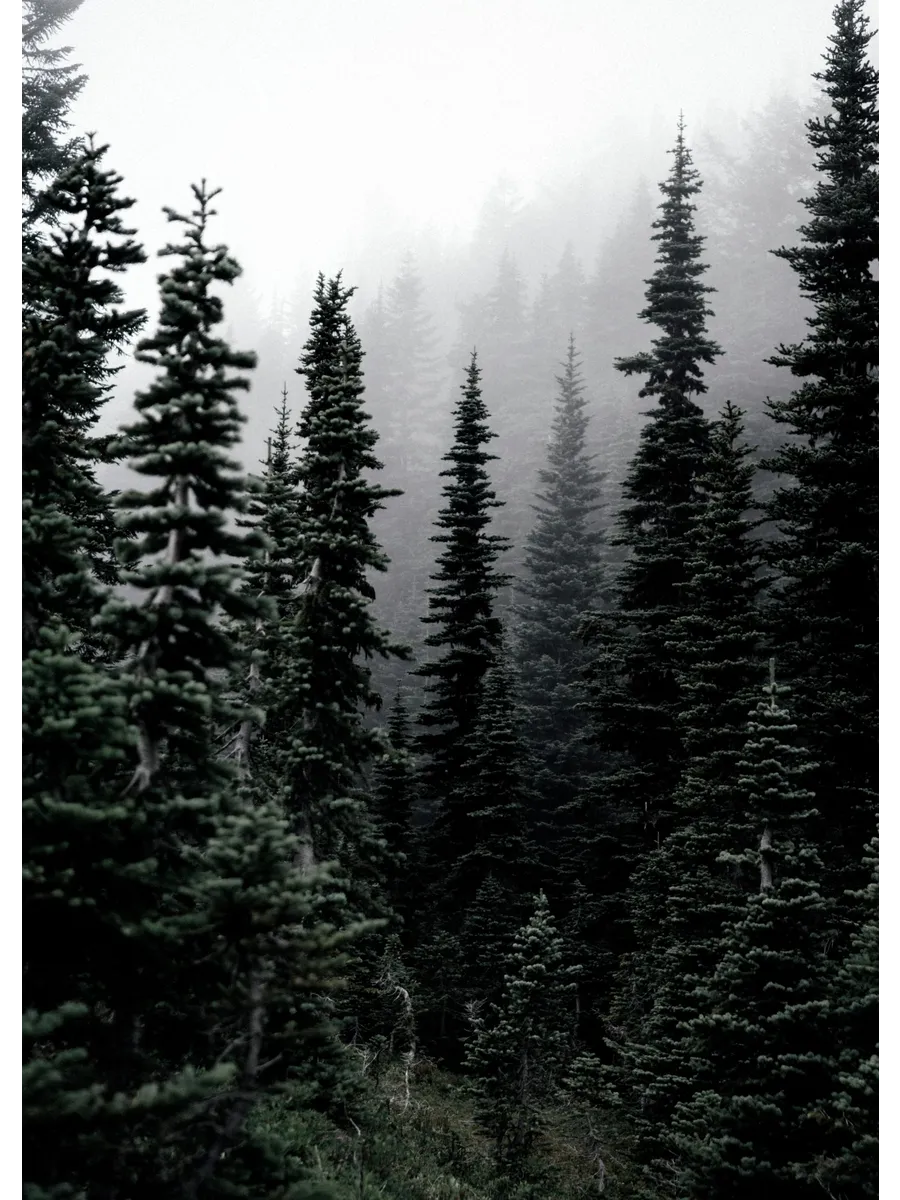 Foggy Woods