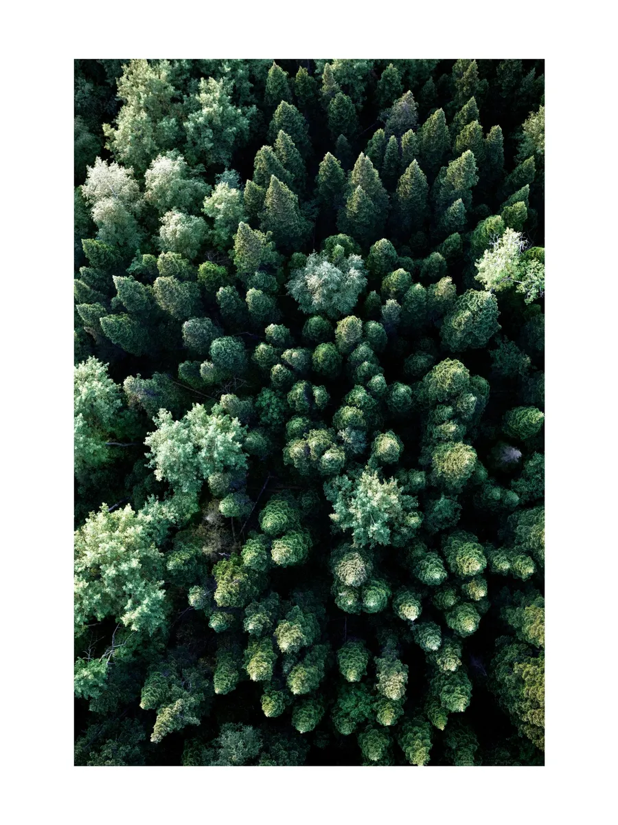 Forest Aerial