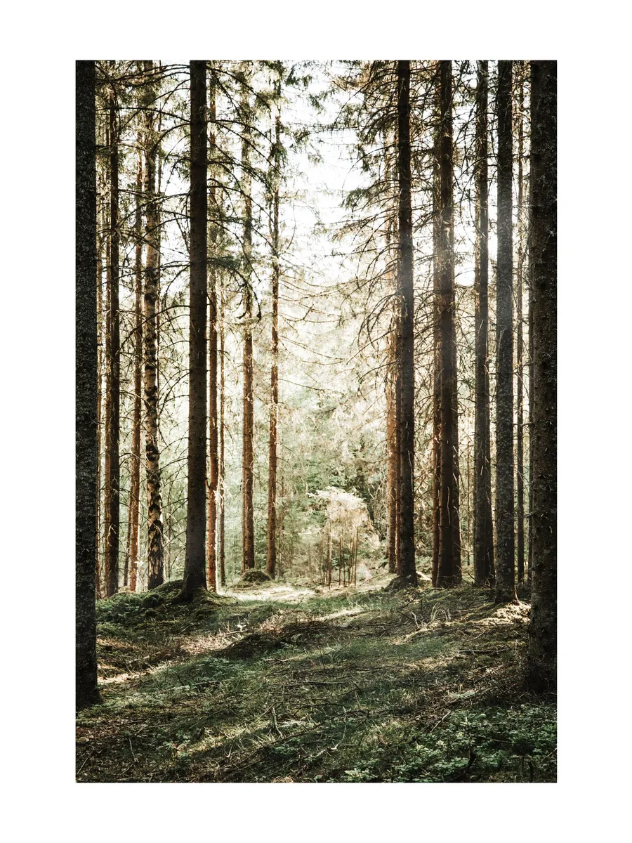 Forest Grove