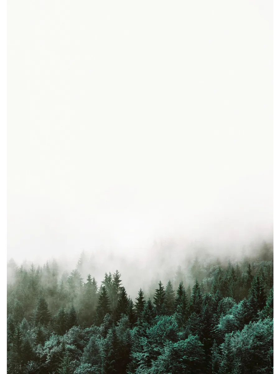 Forest's