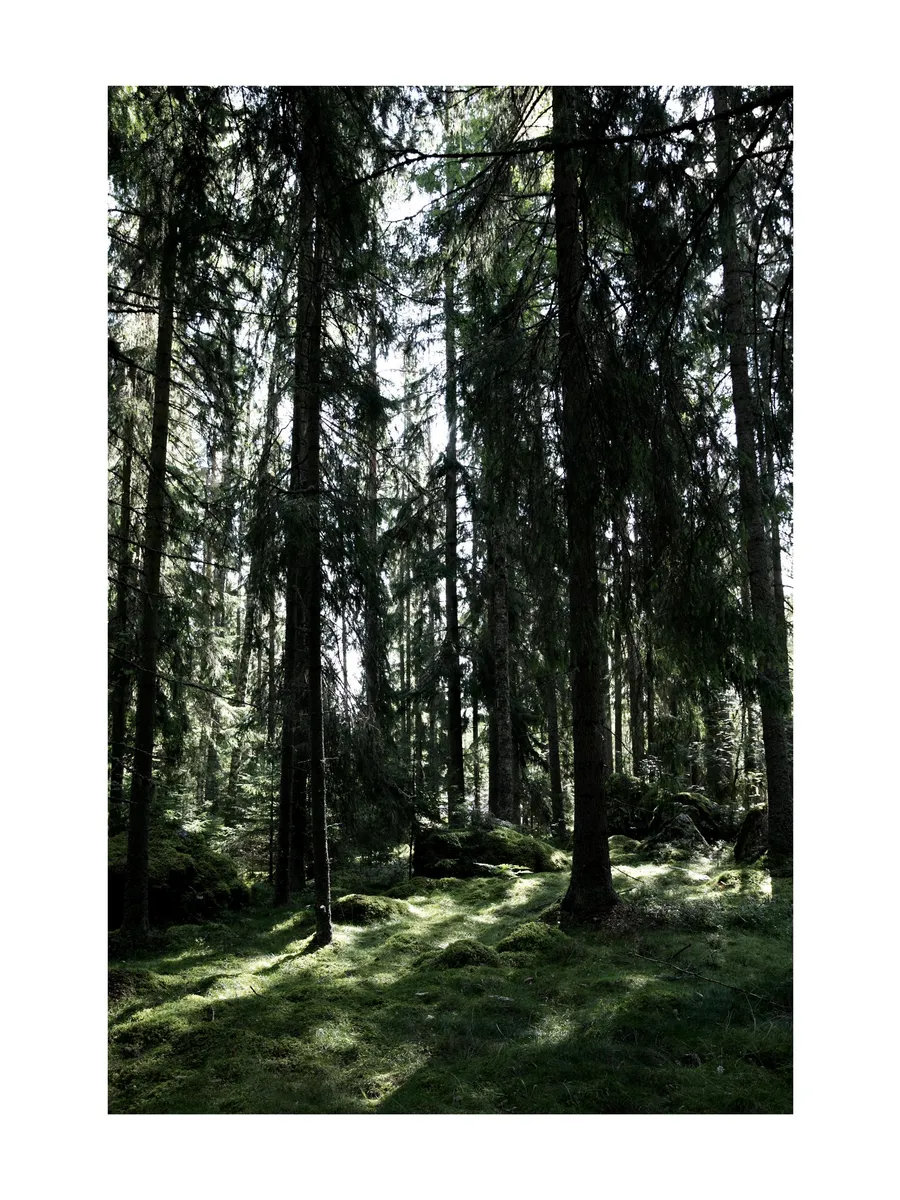 Forest Trees