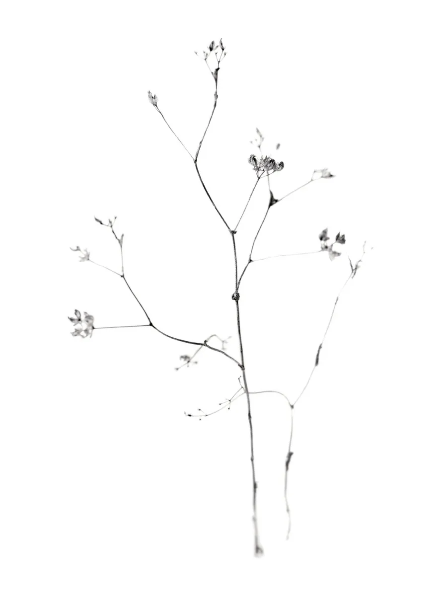 Fragile Flower