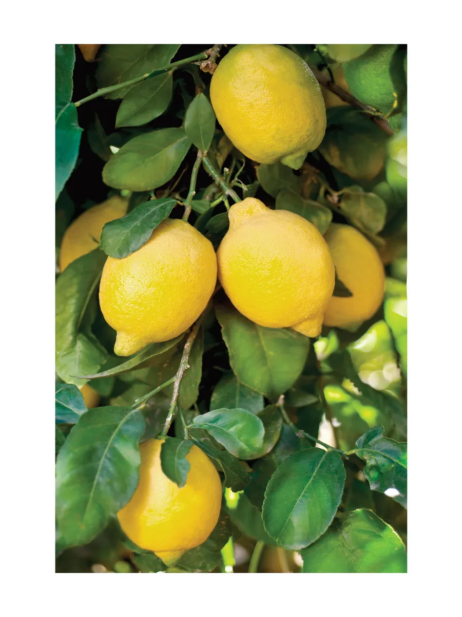 Fresh Lemons