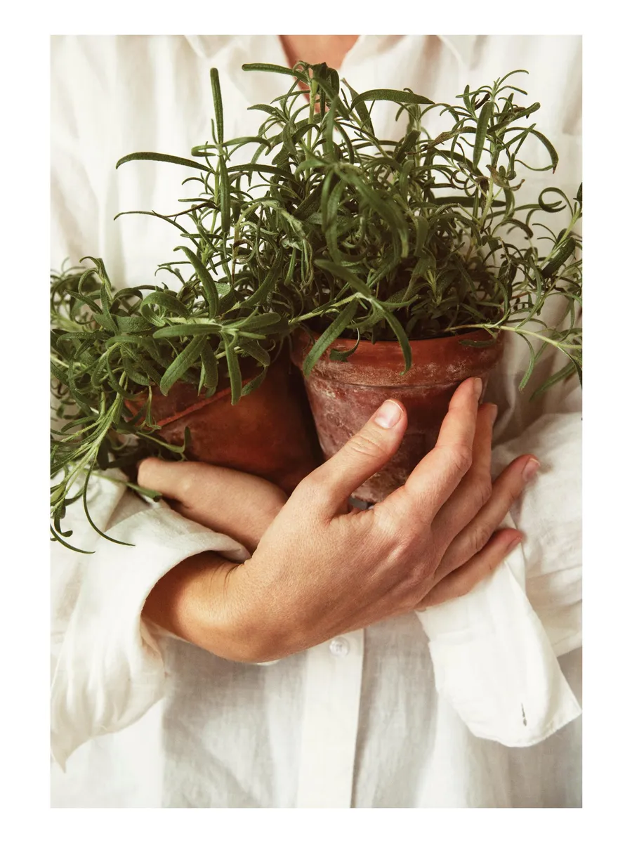 Fresh Rosemary
