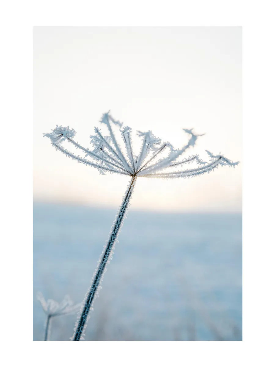 Frosty Flower