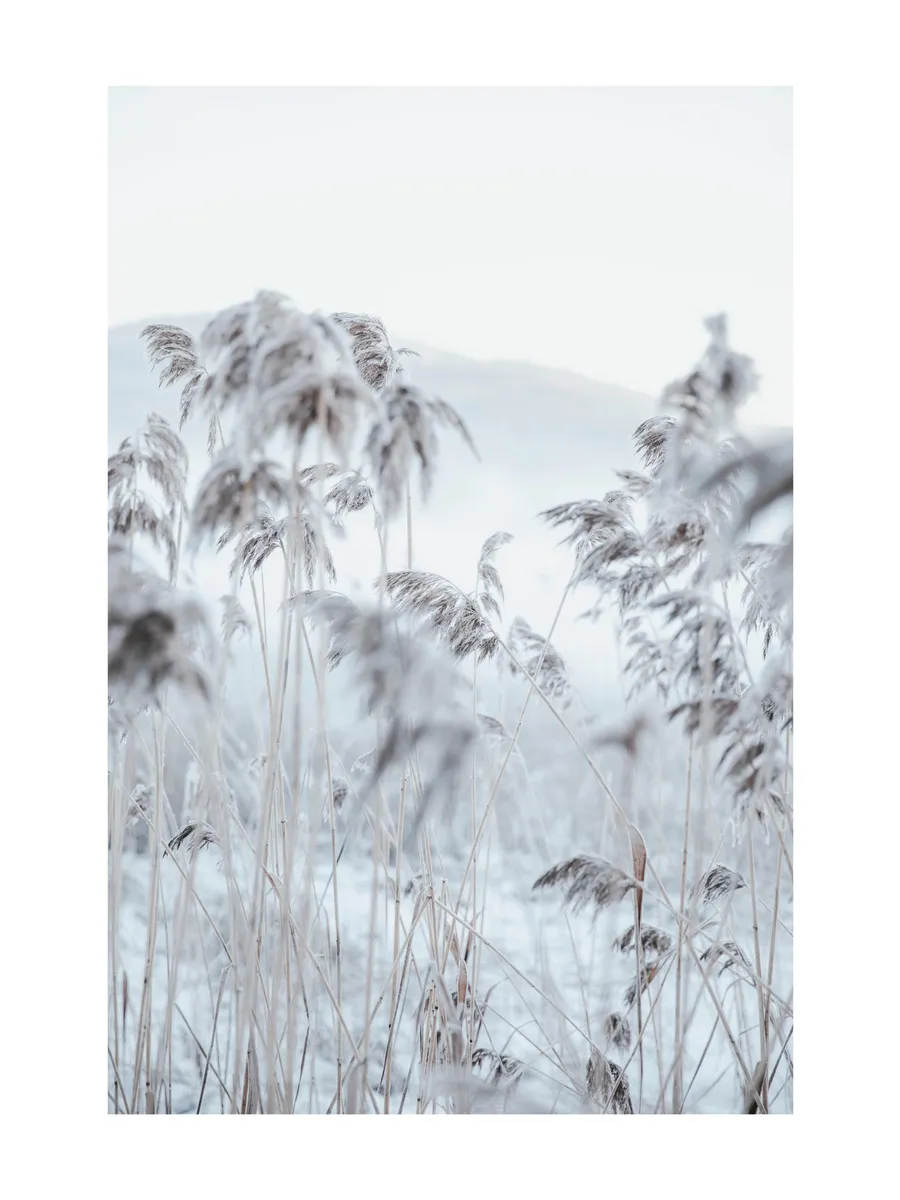 Frosty Reeds