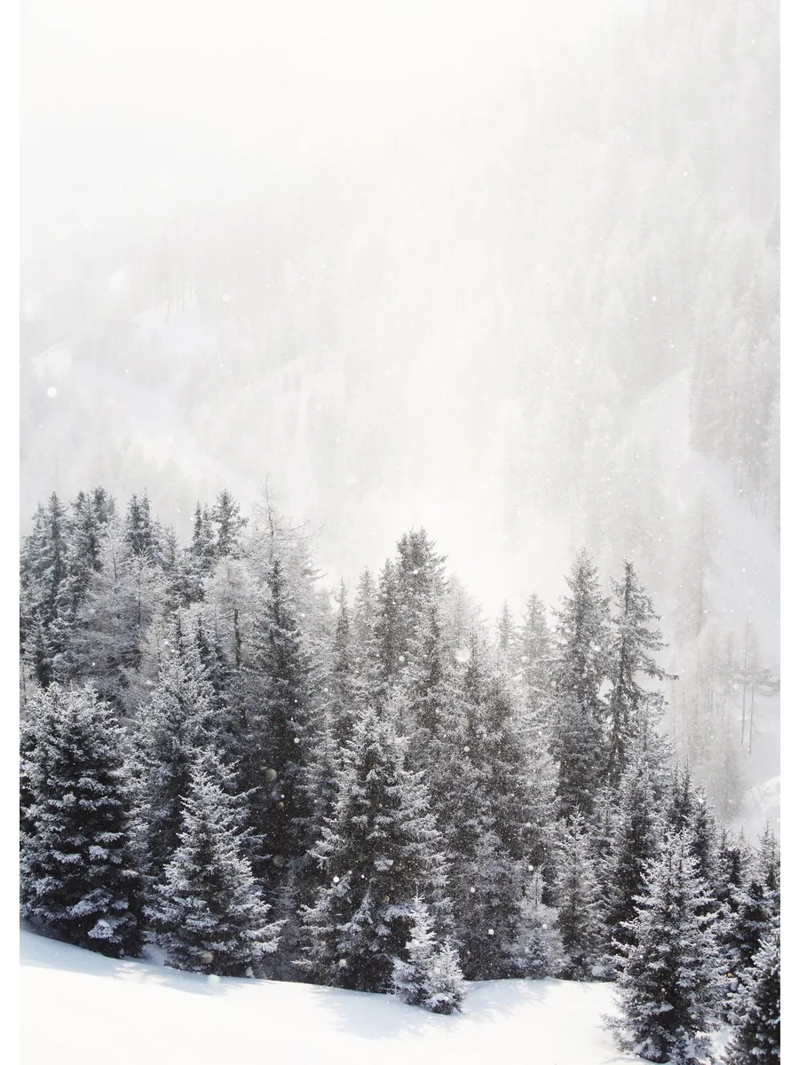 Frozen Forest