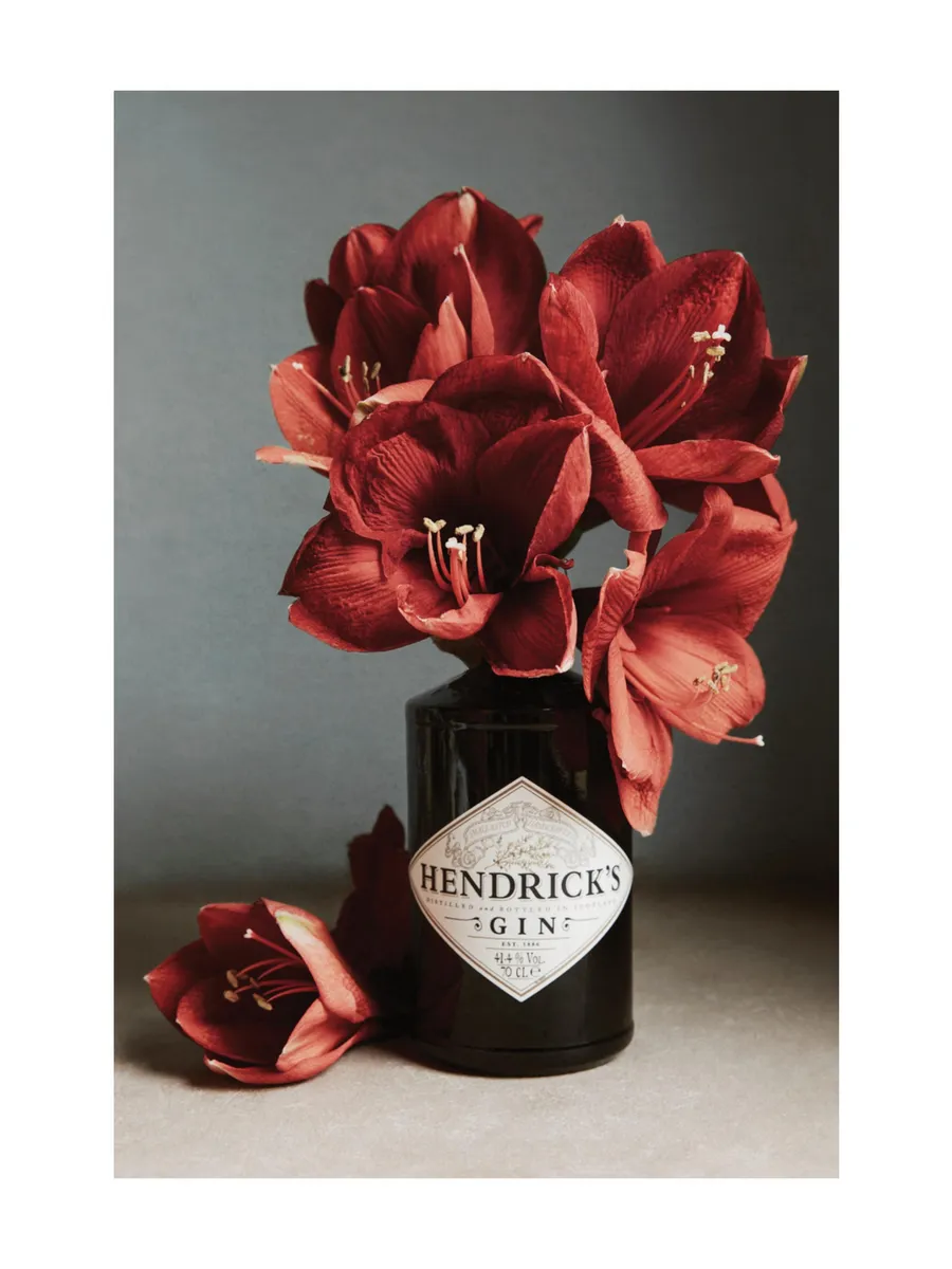 Gin and Red Amaryllis