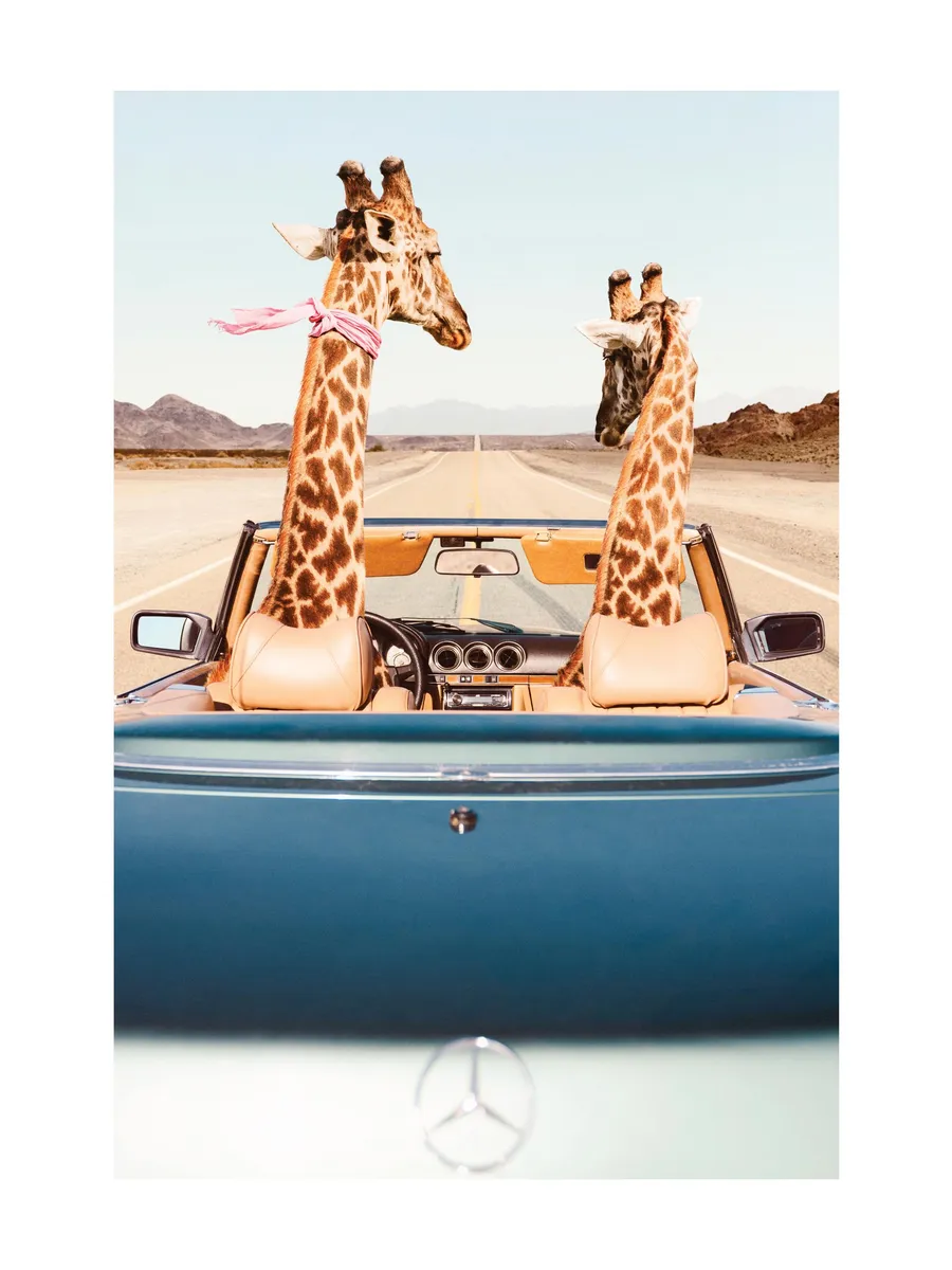 Giraffe Drive