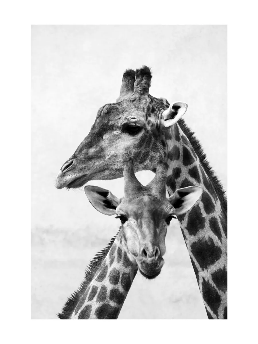 Giraffe Emotions