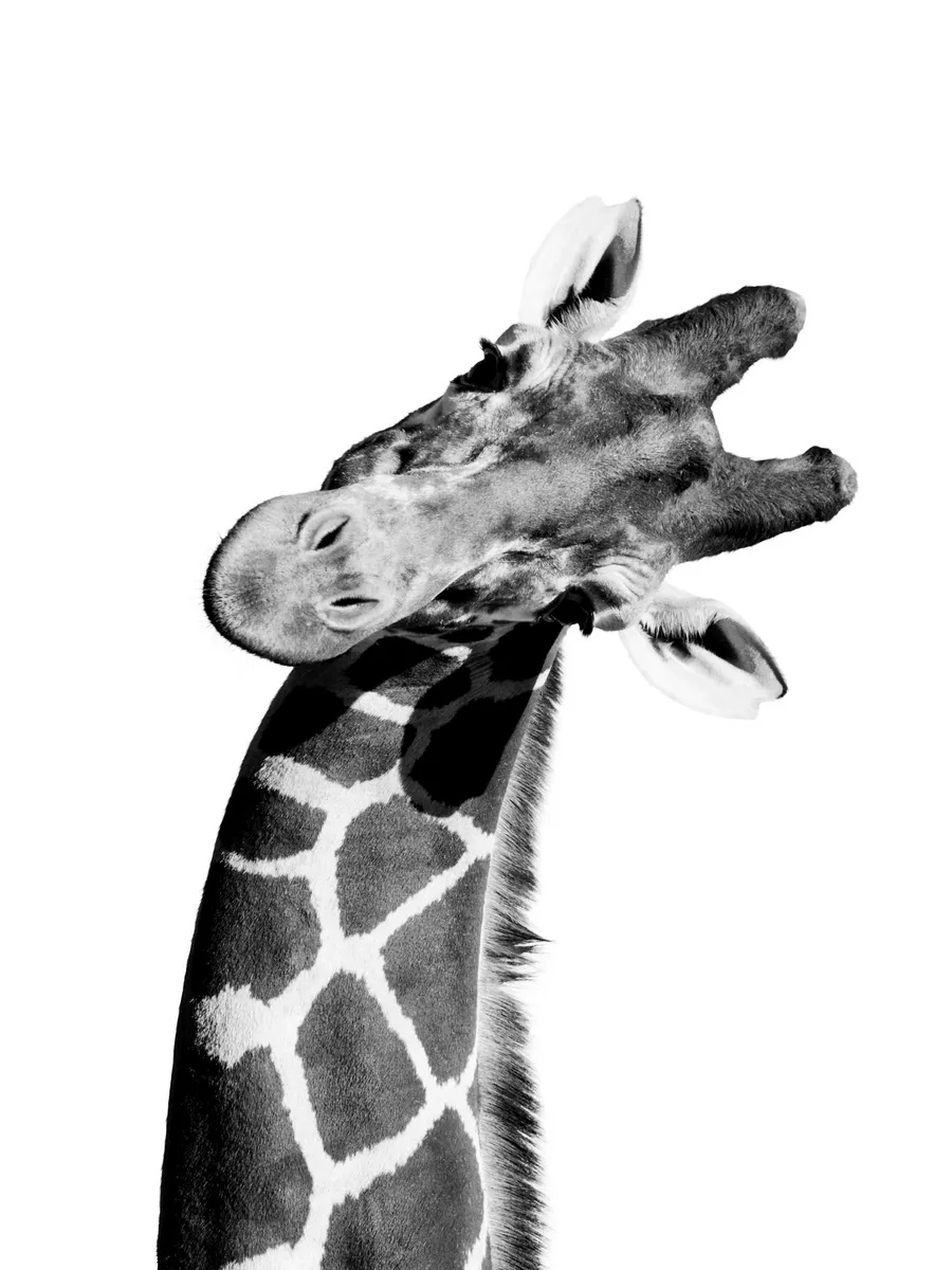 Giraffe Portrait