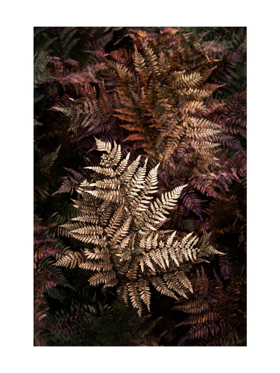Golden Fern