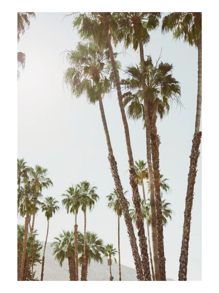 Golden Hour Palms