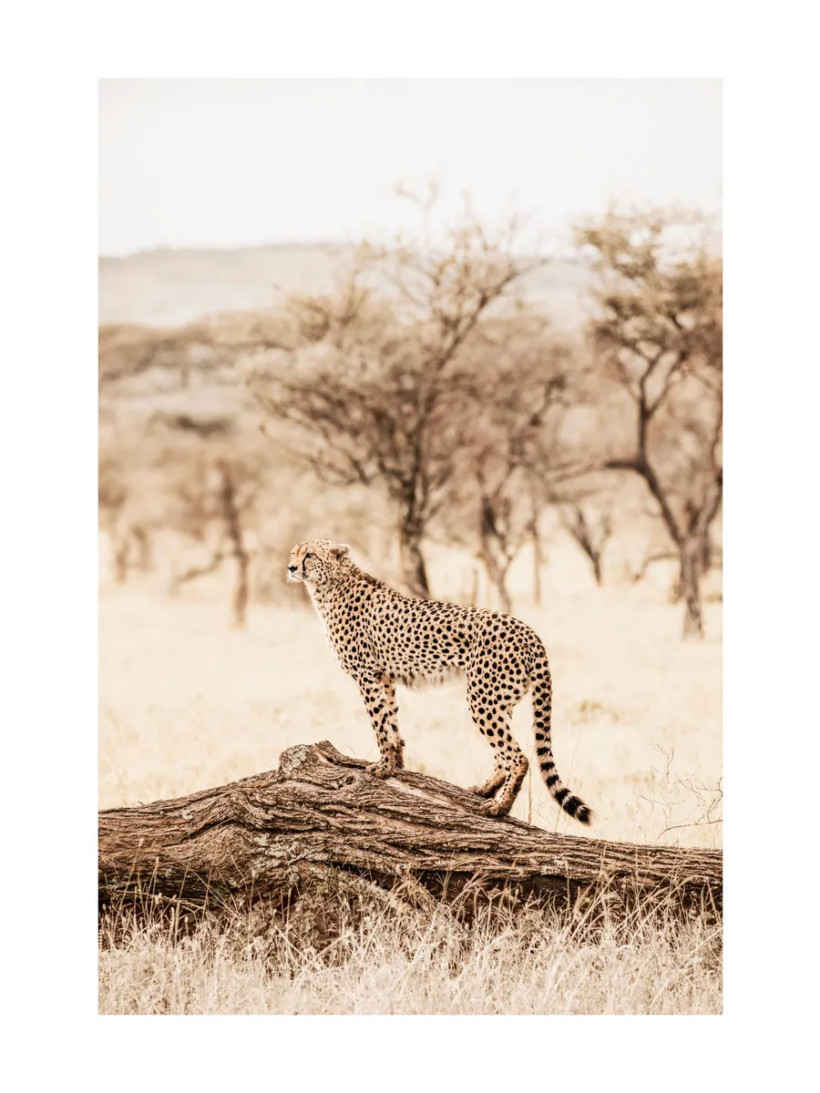 Graceful Cheetah