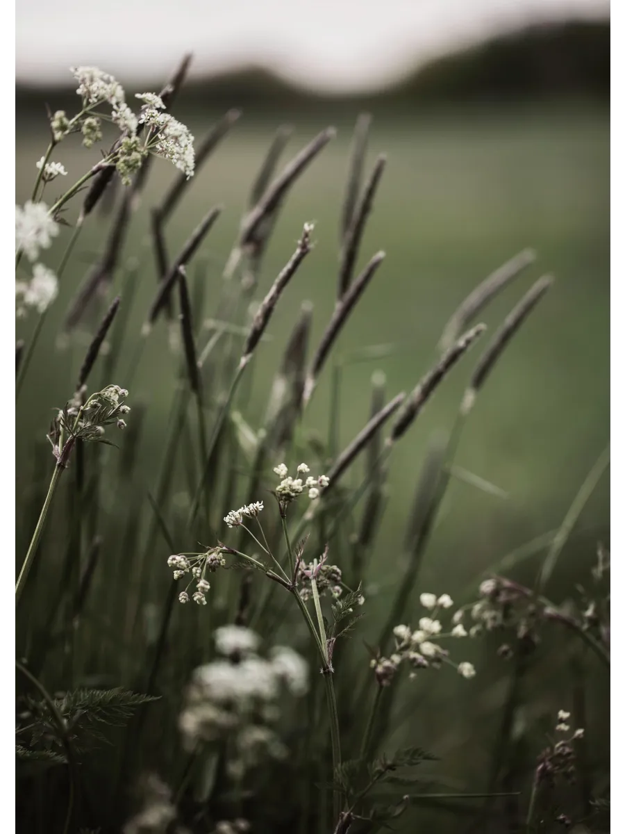 Grass in Bloom