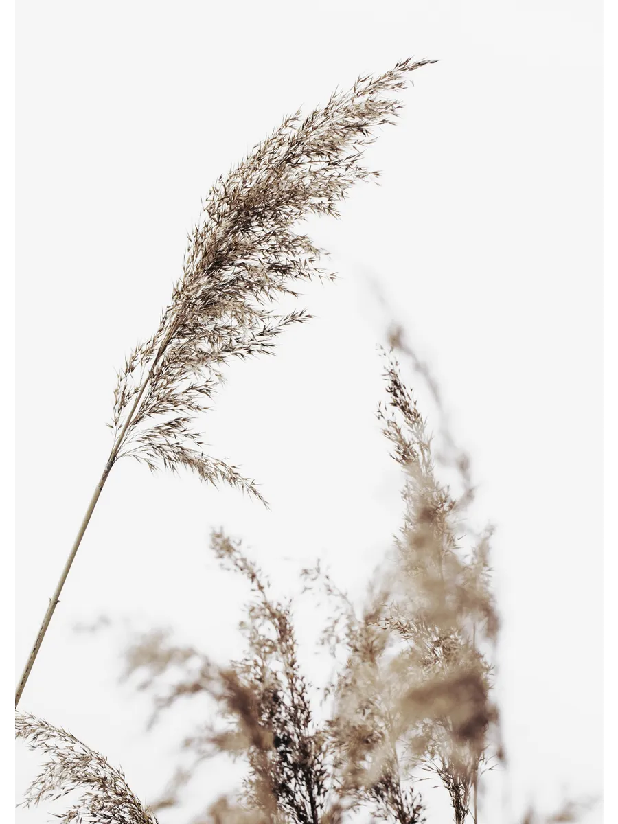 Grass
