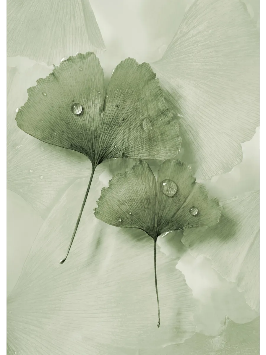 Green Ginkgo