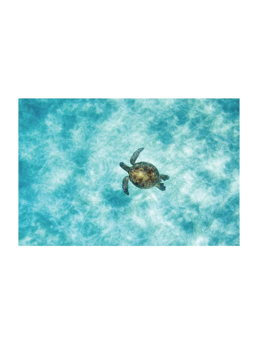 Green Sea Turtle