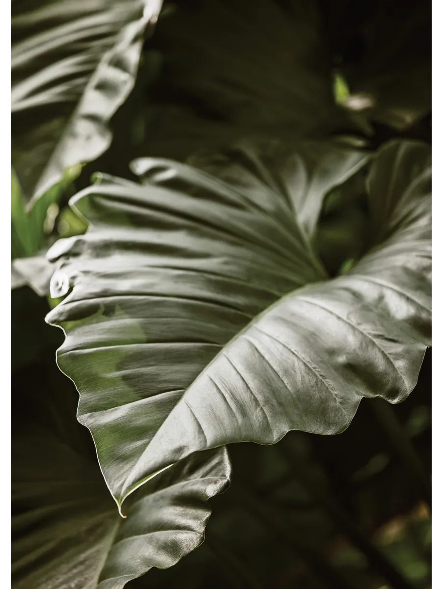 Green Serenity