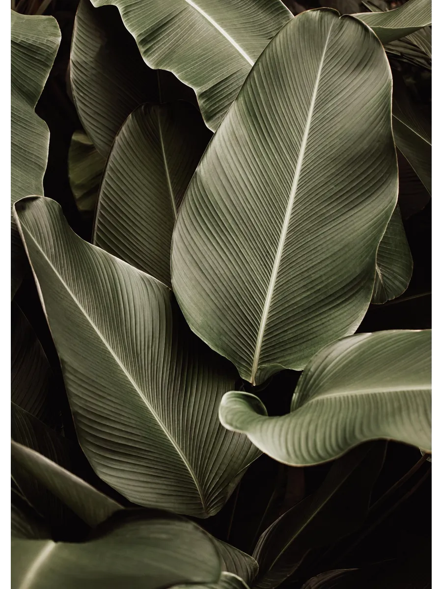 Green Symphony