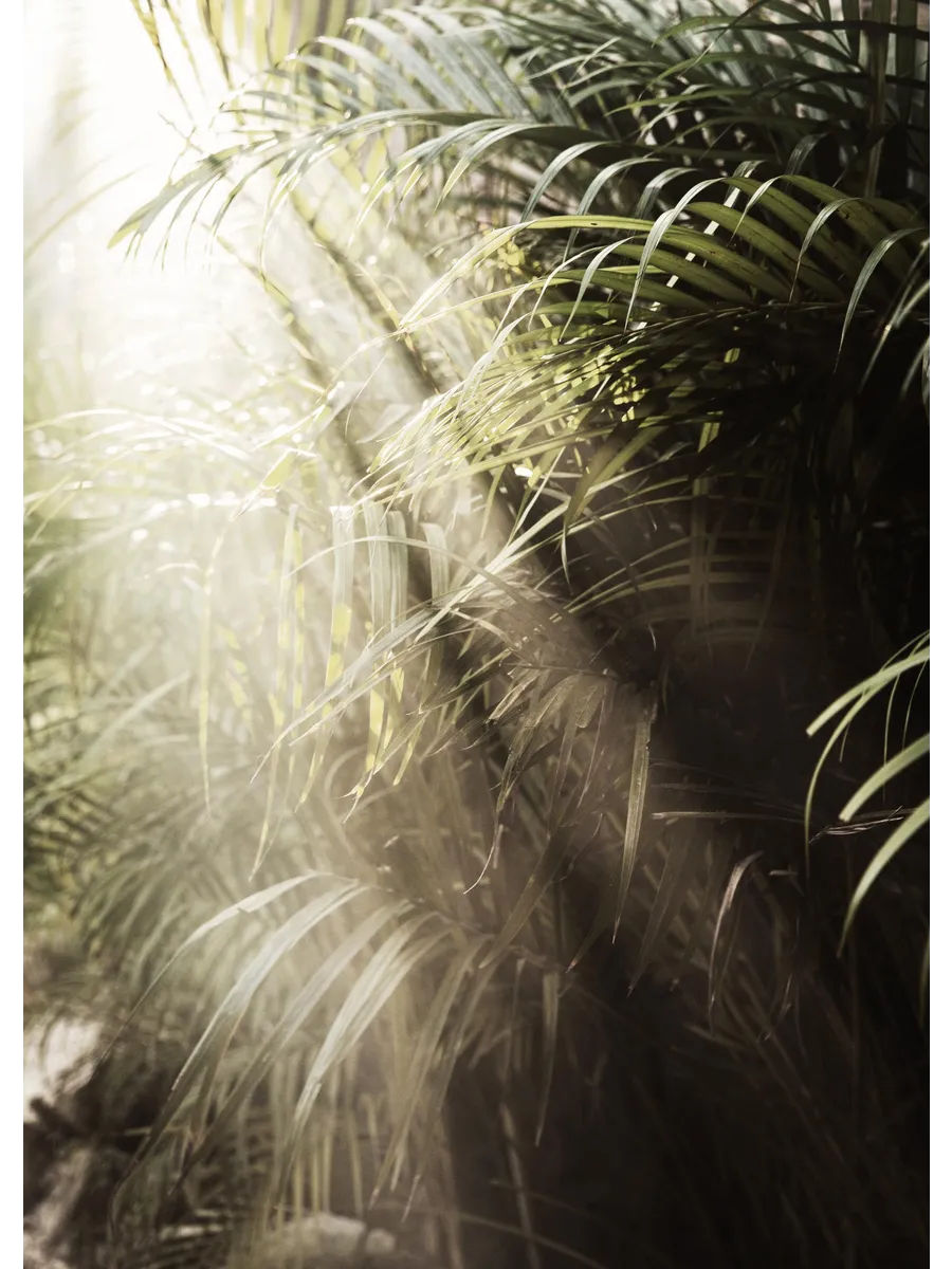 Hazy Palm Trees
